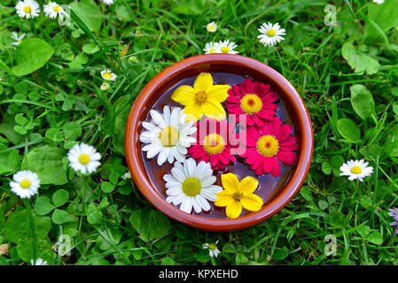Fleurs colorées sur un pré dans le bol d'eau Banque D'Images