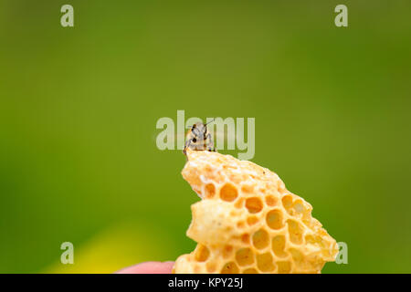 La construction illégale de nid d'abeille avec Banque D'Images