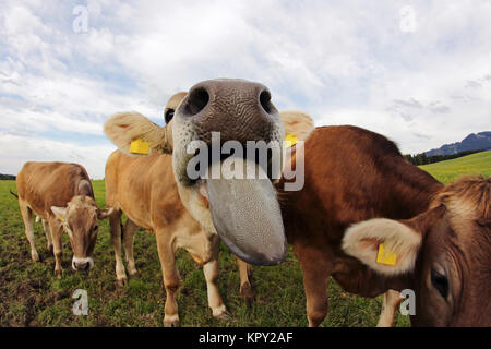 Une jeune vache laitière colle sa langue. Une langue de vache Banque D'Images