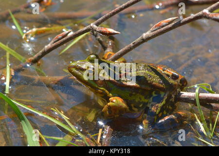 grenouille d'arbre dans l'étang Banque D'Images