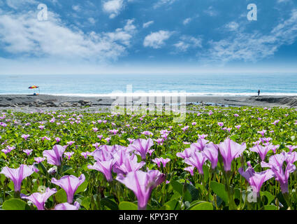 Belle fleur rose à côté de la plage avec une belle couleur d'arrière-plan Banque D'Images