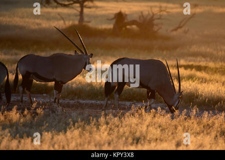 Le parc transfrontalier de Kgalagadi entre Afrique du Sud et le Botswana est le premier désert d'observer la faune dans l'ouvert. Gemsbok avec rétro-éclairage. Banque D'Images