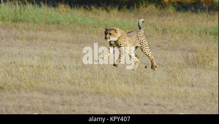 Le parc transfrontalier de Kgalagadi entre Afrique du Sud et le Botswana est le premier désert d'observer la faune dans l'ouvert. Volant à travers les guépards. Banque D'Images