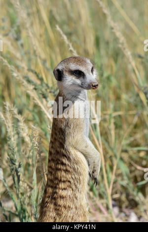 Le parc transfrontalier de Kgalagadi entre Afrique du Sud et le Botswana est le premier désert d'observer la faune dans l'ouvert. Suricat/meerkat on guard Banque D'Images