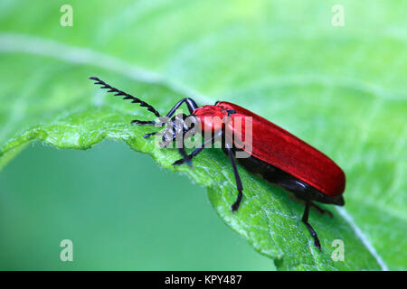 macro scarlet pyrochroma coccinea Banque D'Images