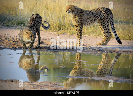 Le parc transfrontalier de Kgalagadi entre Afrique du Sud et le Botswana est le premier désert d'observer la faune dans l'ouvert. La famille guépard à trou d'eau. Banque D'Images