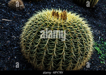 Close up photo de cactus Banque D'Images