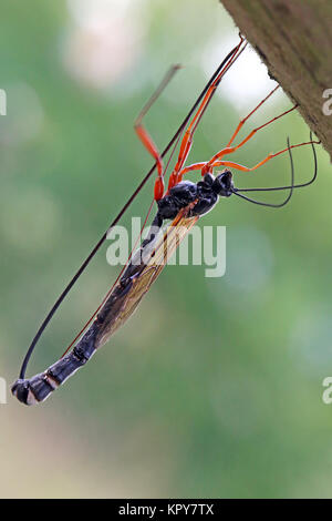 Wasp dolichomitus imperator géant à la ponte Banque D'Images