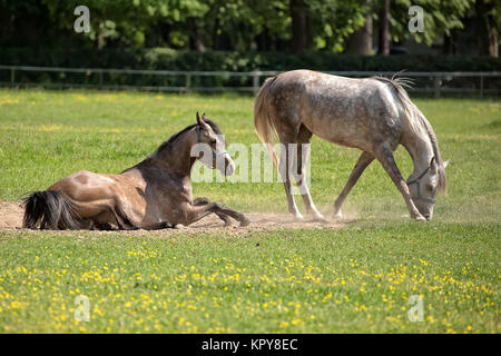 Chevaux dans une clairière Banque D'Images