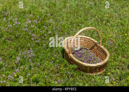 Origan Fleurs Banque D'Images