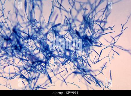 C'est un champignon de la photomicrographie de Microsporum canis en utilisant la technique de coloration bleu coton lactophénol. M. canis, un dermatophyte zoophilic souvent trouvés dans les chats et les chiens, est une cause fréquente de tinea corporis tinea capitis et chez l'homme, 1969. D'autres les dermatophytes sont inclus dans les genres Trichophyton et Epidermophyton . Image courtoisie CDC/Dr. Théâtre Leanor Haley. Banque D'Images
