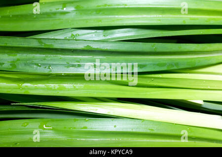 Les feuilles de pandan vert frais Banque D'Images