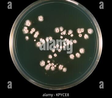 Il s'agit d'une culture de la plaque de la bactérie Nocardia asteroides cultivées sur milieu gélosé 7H10{} à 37 degrés C. Le complexe Nocardia astéroïdes bactérienne est une grave menace pour les sujets immunodéprimés, en particulier ceux avec les greffes, la maladie pulmonaire, et le SIDA, 1969. N. astéroïdes provoque au moins 50  % des infections invasives de Nocardiosis. Image courtoisie CDC/Dr. William Kaplan. Banque D'Images