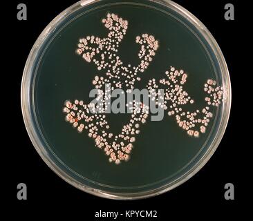 Il s'agit d'une culture de la plaque de la bactérie Nocardia asteroides cultivé sur 7H10 agar à 37{} degrés C. Le complexe Nocardia astéroïdes bactérienne est une grave menace pour les sujets immunodéprimés, en particulier ceux avec les greffes, la maladie pulmonaire, et le SIDA, 1969. Nocardia astéroïdes provoque au moins 50  % des infections invasives de Nocardiosis. Image courtoisie CDC/Dr. William Kaplan. Banque D'Images