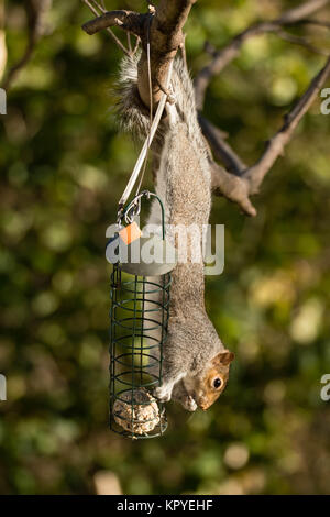 L'écureuil gris (Sciurus carolinensis) sur l'alimentation d'alimentation d'oiseaux. La sous-famille des Trochilinae se nourrissant de boule de graisse Banque D'Images