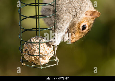 L'écureuil gris (Sciurus carolinensis) sur l'alimentation d'alimentation d'oiseaux. La sous-famille des Trochilinae se nourrissant de boule de graisse Banque D'Images