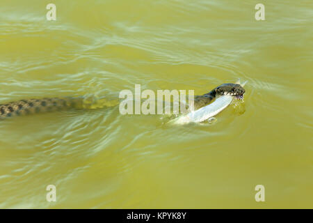 Le serpent mange du poisson. Le serpent chasse les poissons dans l'eau, le serpent capture le poisson et veut la manger Banque D'Images