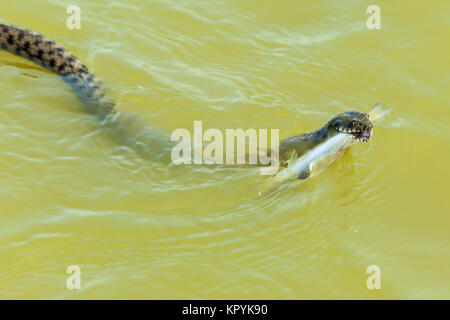 Le serpent mange du poisson. Le serpent chasse les poissons dans l'eau, le serpent capture le poisson et veut la manger Banque D'Images