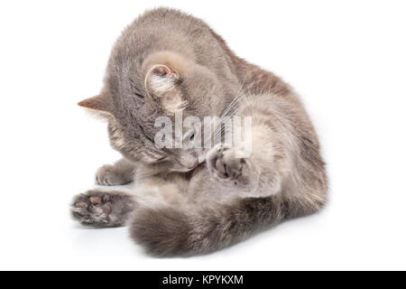 Le chat gris se trouve sur un fond et est léché, est isolé sur blanc. Close up, selective focus Banque D'Images