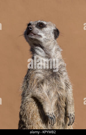 USA, Californie, Comté d'El Paso, Colorado Springs, Cheyenne Mountain Zoo. Meerkat (Captive : Suricata suricatta) est un petit carnivore appartenant au mo Banque D'Images