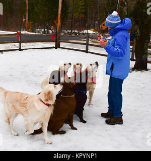 Femme de gâteries donnant à un groupe de sept-Labrador et Golden Retrievers dans une cour couverte de neige dans la région de spéculateur, NY USA Banque D'Images