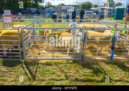 Moutons Texel originellement produite aux Pays-Bas, mais aujourd'hui populaire dans de nombreux pays pour sa viande maigre. Salon de l'agriculture Kington Herefordshire UK 2017 Banque D'Images