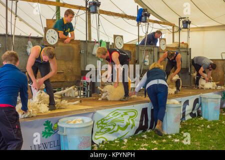 Les jeunes agriculteurs de l'Agriculture et de tonte des moutons Kington Herefordshire UK 2017 Banque D'Images