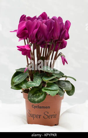 Cyclamen pourpre fleur et feuille verte. Fleur de lilas en fleurs. Fleur violette et pot. Fond blanc Banque D'Images