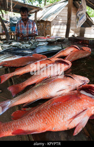 Marché de poisson de Galle, Sri Lanka Banque D'Images