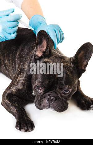 La vaccination vétérinaire chien sur fond blanc, gros plan Banque D'Images