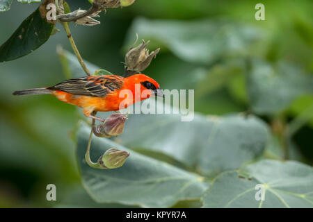 (Foudia madagascariensis Red Fody), homme, le Cardinal Fody Fody rouge malgache, Madagascar, Fody Banque D'Images