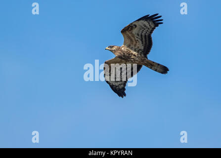 Le miel pour mineurs (Buzzard Pernis apivorus) en vol, sur les migrations, la Suède, Falsterbo Banque D'Images