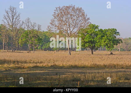 Habitat Forêt de Sal Tiger en Inde Banque D'Images