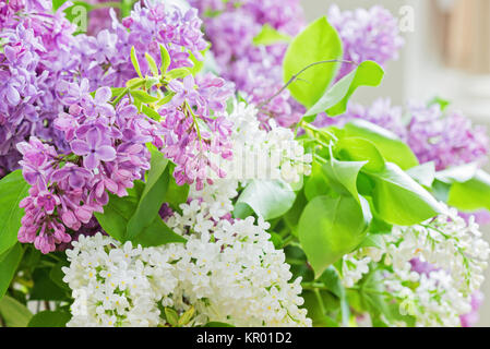 Close-up de lilas Banque D'Images