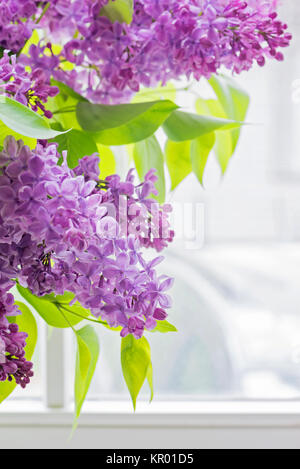 Close-up de lilas Banque D'Images