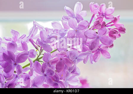 Close-up of belle lilac Banque D'Images