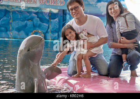 Dauphin de l'Irrawaddy, les droits de l'interaction des animaux. Banque D'Images