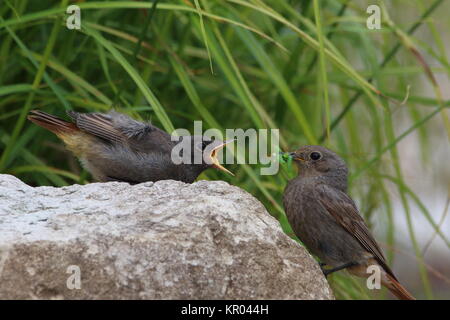 Oiseaux Des Jardins Oiseaux Jardin Doiseaux Chantant