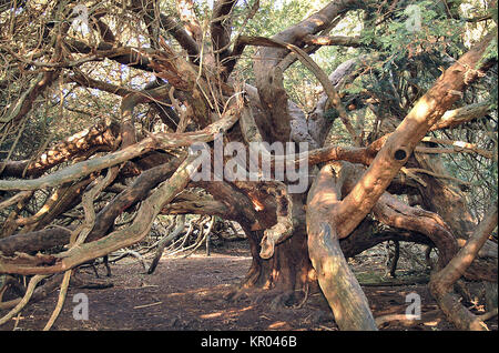 Ancien If dans Kingley Vale National Nature Reserve, Chichester, Angleterre Banque D'Images