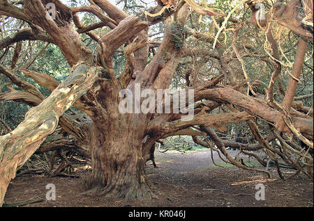 Ancien If dans Kingley Vale National Nature Reserve, Chichester, Angleterre Banque D'Images