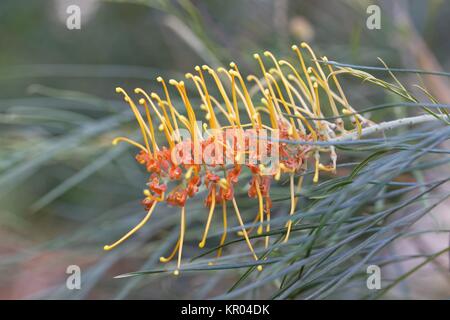 Grevillea 'gem miel Banque D'Images