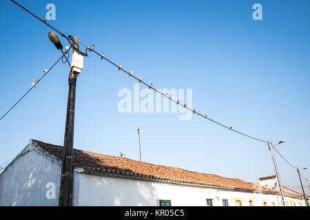 Oiseaux assis sur les fils d'électricité au Portugal Banque D'Images