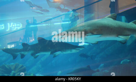 Piscine requin dans l'eau de mer grand aquarium. Grand requin et autres poissons nageant dans un grand aquarium. Nage de requins dans l'aquarium Banque D'Images