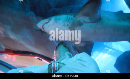 Jeune homme regarde fish tank. Piscine requin dans l'eau de mer grand aquarium. Grand requin et autres poissons nageant dans un grand aquarium. Nage de requins dans l'aquarium Banque D'Images