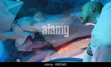 Jeune homme regarde fish tank. Piscine requin dans l'eau de mer grand aquarium. Grand requin et autres poissons nageant dans un grand aquarium. Nage de requins dans l'aquarium Banque D'Images