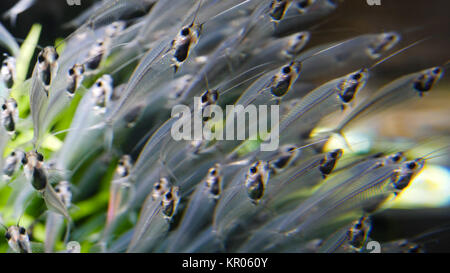 Foule de sardines dans l'aquarium. Un haut-fond de la capucette dans l'aquarium. Très grand nombre de poissons d'argent nageant ensemble de l'océan Banque D'Images