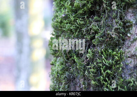 Moss sur arbre dans le la photo en gros Banque D'Images