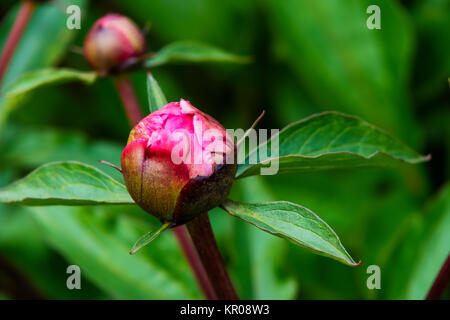 Non ouvert petit bourgeon d'une plante pivoine rose close-up. Banque D'Images