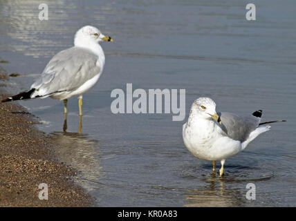 Paire de mouettes debout dans les eaux peu profondes le long shore Banque D'Images