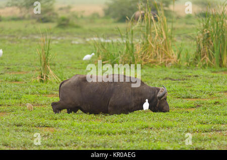 Libre de Buffalo (nom scientifique : Syncerus caffer ou 'Nyati ou Mbogo' en Swaheli) se nourrir dans le parc national du lac Manyara, Tanzanie Banque D'Images